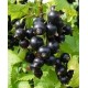 Саженец смородины чёрной "Аметист" Саженец смородины чёрной "Аметист"